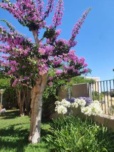 einen Baum mit rosa Blumen im Garten in der Unterkunft La Bouganville in Mola di Bari