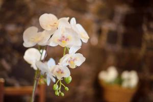 ラ・オロタバにあるLa Planta Vieja Iの茎の白蘭の花