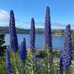 Φωτογραφία από το άλμπουμ του Hostal del Ingles σε Vichuquen