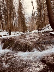 een beek met sneeuw op de grond naast een bos bij Rzeczny Zakątek in Zawoja +25 foto's