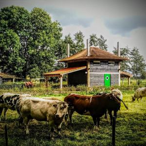 Zvířata v apartmánu nebo okolí + 2 fotografie