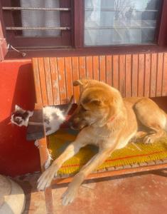 Mascotas con sus dueños en Himalaya Serene View Guest House & Farm Stay
