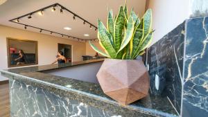 a potted plant sitting on a counter in a bathroom at Pousada Casa Flor-Aurora -TO in Manhã +111 photos