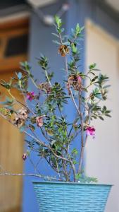 Gallery image of Krishna Maya Homestay in Kalimpong