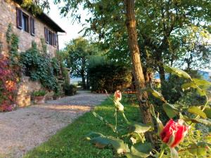 a house with a tree and a rose in the yard at CASA GIOIA in Greve in Chianti