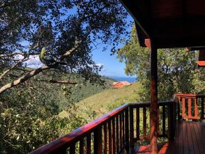 a bird sitting on a tree branch on a porch at Forest Edge Hideaway -Six on Imbali in George