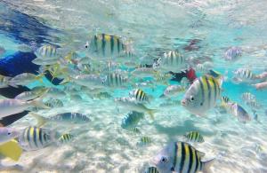 a group of fish swimming in the water at Mi Refugio in San Fernando de Monte Cristi