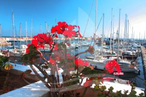 a bunch of boats in a marina with red flowers at Marina Cap Monastir- Appart'Hôtel in Monastir