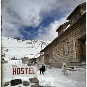 dos perros parados en la nieve frente a un albergue en Portezuelo del Viento - Hostel de Montaña en Las Cuevas