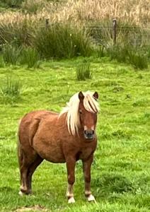 Altri animali domestici presso il bed & breakfast o nei dintorni