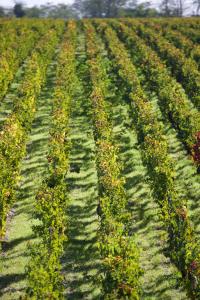 a large field with rows of plants at Château du Tertre in Arsac