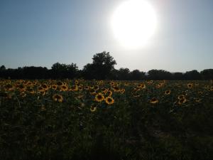 Zdjęcie z galerii obiektu Agriturismo Villa al piano w mieście Todi
