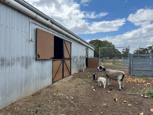 Питомец или питомцы в StayAU Farmstay escape Pastoral Fruit Picking