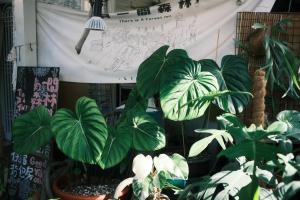 Un jardín fuera de A Forest Homestay
