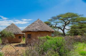 two houses with thatched roofs in a field at Kili View Maasai Lodge in Longido
