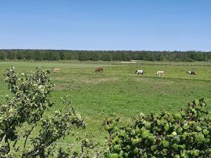 Zvířata v apartmánu nebo okolí + 4 fotografie