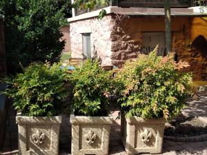 a group of potted plants in front of a house at Sirály Ház in Révfülöp