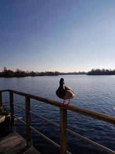Φωτογραφία από το άλμπουμ του Luxury ark with sauna near Amsterdam στο Άαλσμιρ