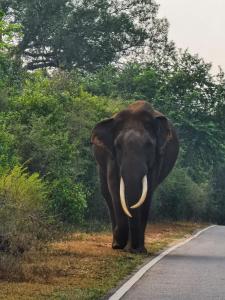 an elephant walking on the side of a road at Mount view Safari Lodge - Yala in Kataragama