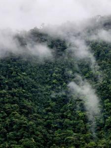 una vista aérea de un frondoso bosque verde en Bosque Tapantí, cerca del PN Tapantí en Orosí, Cartago, Costa Rica, en Purisil