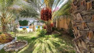 a palm tree in the middle of a yard at Maison hôte Dar Traki in Tozeur