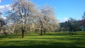 a tree with white flowers on it in a field at Schäferwagen Merino in Gräfenberg