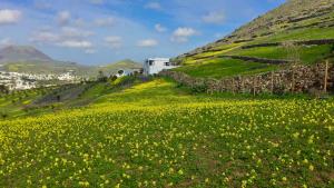 a field of flowers on the side of a hill at Finca El Pedregal - Suite Aloe in Haría +9 photos