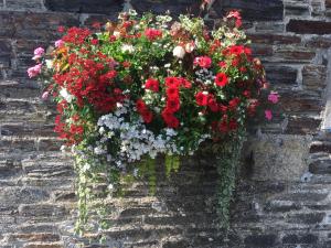 una cesta colgada de flores en una pared de ladrillo en Blue Lion Inn, en Lewdown 12 fotos más