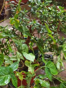 Κήπος έξω από το OASIS II Las Moras, con cochera y jardin