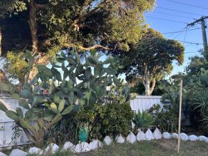 北克莱顿The Cactus View Room Train Staion的围栏旁花园中的一束植物