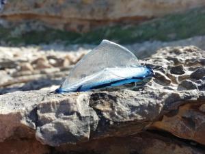 Φωτογραφία από το άλμπουμ του EL MATORRAL στο Αλγκέρο