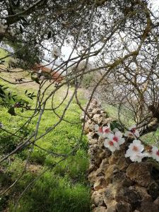 Κήπος έξω από το EL MATORRAL