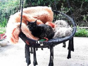 Κατοικίδιο ή κατοικίδια επισκεπτών που μένουν στο EL MATORRAL