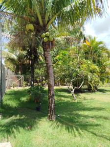 a palm tree with a bunch of fruit on it at Chacara ravenala in Porto Seguro