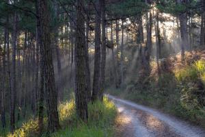 una strada sterrata in mezzo a una foresta di Family house - stay on pine hill Dalat a Xuan An