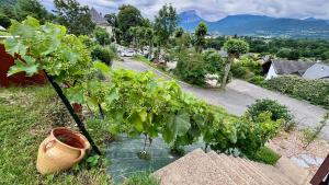 Un racimo de uvas en una maceta junto a una planta. en L'Atelier 347, en Challes-les-Eaux