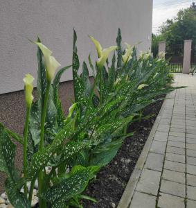 A garden outside Orgona Vendégház