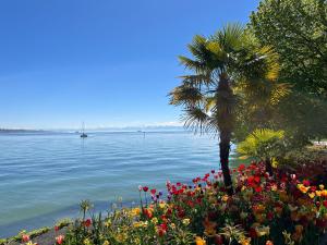 una palmera y flores junto al agua en Bodensee Strandläufer Quartier, en Daisendorf