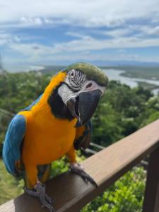 a colorful parrot sitting on top of a rail at Minas Em Marambaia in Rio de Janeiro