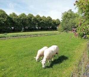 Gallery image of In het mooie Friesland Vele bezienswaardigheden in Hantum