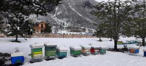 Ferma e bleteve Stomici durante l'inverno