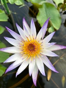 Zahrada ubytování Sunflower 民泊