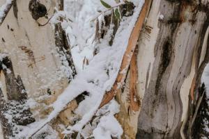 The Crest - A Tiny House with a Big View að vetri til