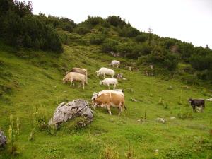 Altri animali domestici presso l'appartamento o nei dintorni