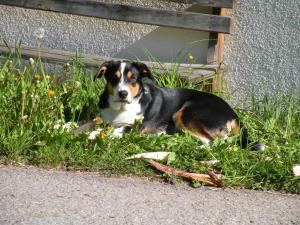 Ospiti di Haus Simma con animali domestici