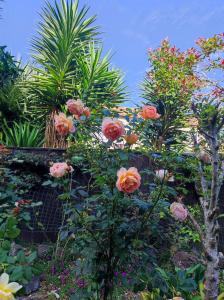 a bunch of flowers in a garden at Love House in Auckland