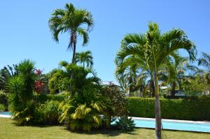 a group of palm trees next to a swimming pool at La Villa Mirabelle in Saint-Benoît