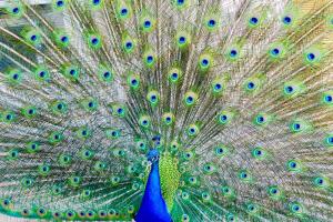 a peacock with its feathers out is displaying its tail at Casa Limonaia a Perugia in Perugia