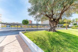 a tree in the middle of a grassy field at Port Alicante City & Beach in Alicante