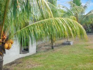 サンタンヌにあるMaison charmante à Sainte-Anne avec jardin clôturéの隣庭のヤシの木 +4枚の写真
